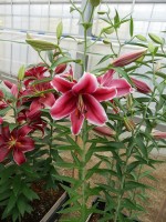 [5709 DJ OR-01 No01.JPG]